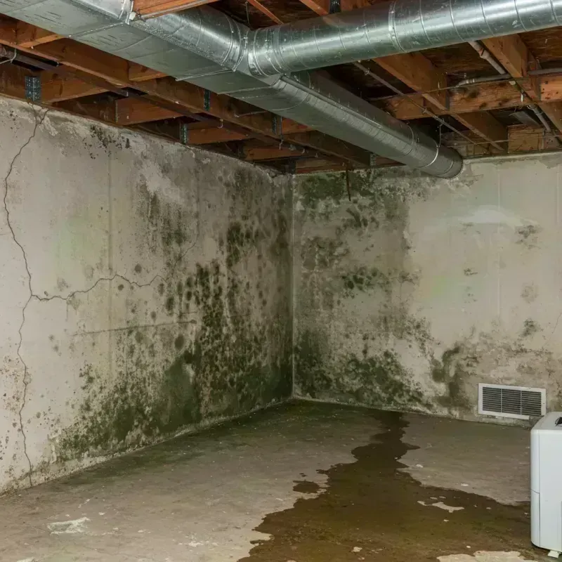 Professional Mold Removal in Pendleton County, KY